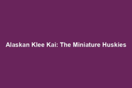 Alaskan Klee Kai: The Miniature Huskies