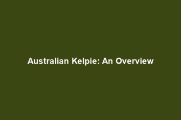 Australian Kelpie: An Overview