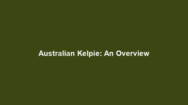 Australian Kelpie: An Overview