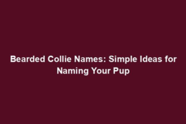 Bearded Collie Names: Simple Ideas for Naming Your Pup