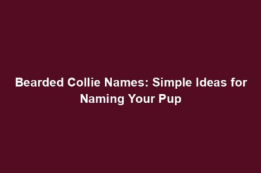 Bearded Collie Names: Simple Ideas for Naming Your Pup