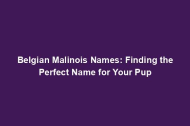 Belgian Malinois Names: Finding the Perfect Name for Your Pup