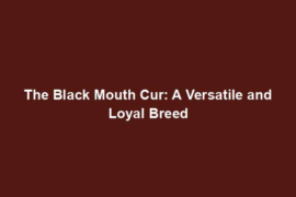 The Black Mouth Cur: A Versatile and Loyal Breed
