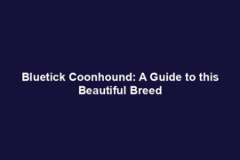 Bluetick Coonhound: A Guide to this Beautiful Breed