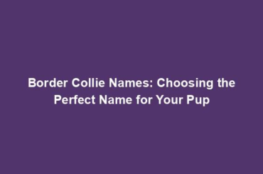 Border Collie Names: Choosing the Perfect Name for Your Pup