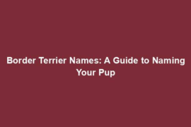 Border Terrier Names: A Guide to Naming Your Pup