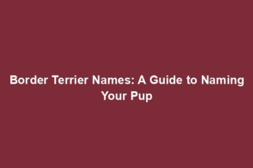 Border Terrier Names: A Guide to Naming Your Pup