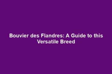 Bouvier des Flandres: A Guide to this Versatile Breed