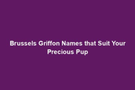 Brussels Griffon Names that Suit Your Precious Pup