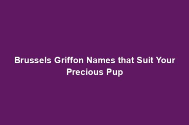 Brussels Griffon Names that Suit Your Precious Pup