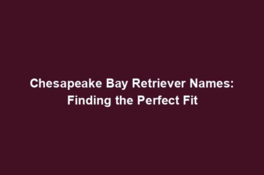 Chesapeake Bay Retriever Names: Finding the Perfect Fit