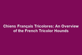 Chiens Français Tricolores: An Overview of the French Tricolor Hounds
