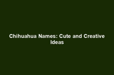 Chihuahua Names: Cute and Creative Ideas