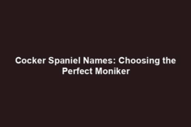 Cocker Spaniel Names: Choosing the Perfect Moniker