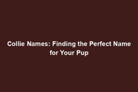 Collie Names: Finding the Perfect Name for Your Pup