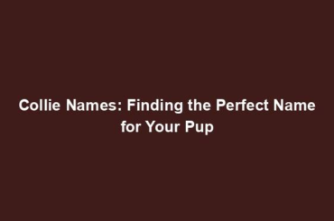 Collie Names: Finding the Perfect Name for Your Pup