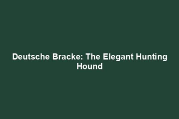 Deutsche Bracke: The Elegant Hunting Hound