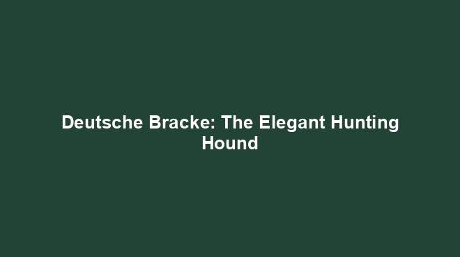 Deutsche Bracke: The Elegant Hunting Hound