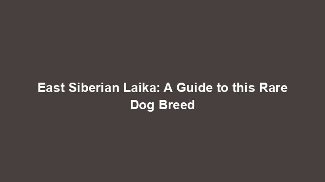 East Siberian Laika: A Guide to this Rare Dog Breed