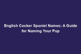 English Cocker Spaniel Names: A Guide for Naming Your Pup