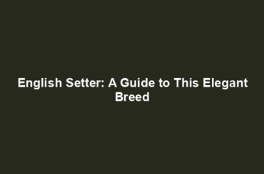 English Setter: A Guide to This Elegant Breed