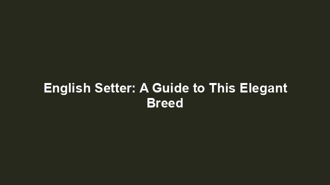 English Setter: A Guide to This Elegant Breed