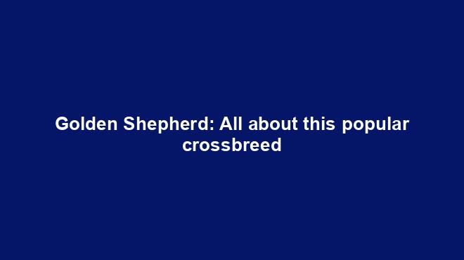 Golden Shepherd: All about this popular crossbreed
