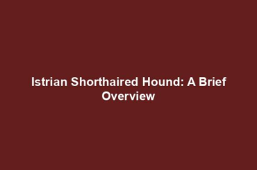 Istrian Shorthaired Hound: A Brief Overview