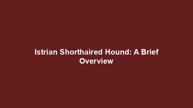 Istrian Shorthaired Hound: A Brief Overview