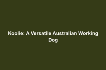 Koolie: A Versatile Australian Working Dog