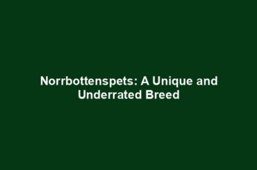 Norrbottenspets: A Unique and Underrated Breed