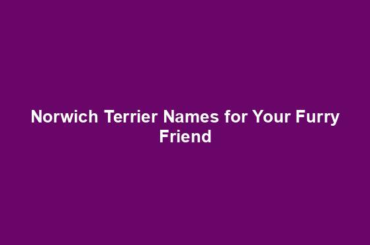 Norwich Terrier Names for Your Furry Friend