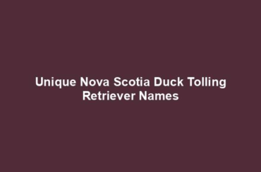 Unique Nova Scotia Duck Tolling Retriever Names