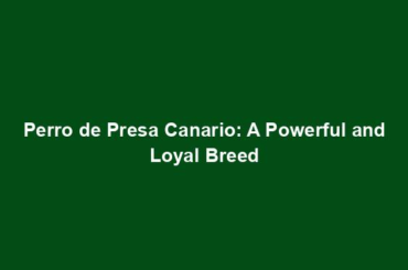 Perro de Presa Canario: A Powerful and Loyal Breed