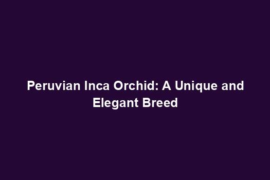 Peruvian Inca Orchid: A Unique and Elegant Breed