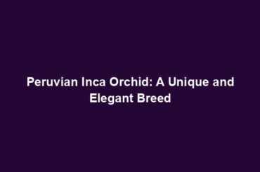 Peruvian Inca Orchid: A Unique and Elegant Breed