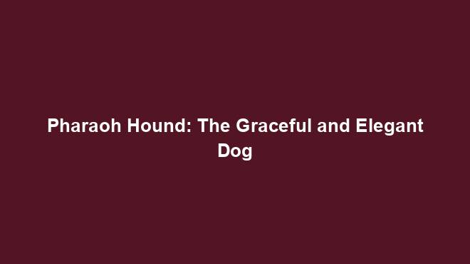 Pharaoh Hound: The Graceful and Elegant Dog