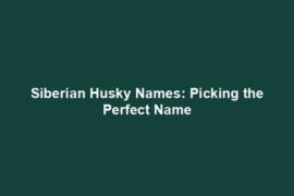Siberian Husky Names: Picking the Perfect Name