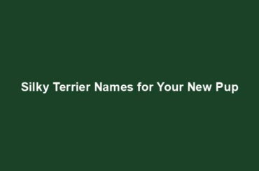 Silky Terrier Names for Your New Pup